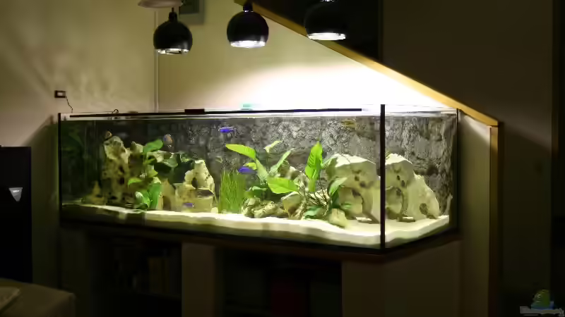 Aquarium Becken 7342 von Thomas Szöts (3)