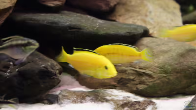 Aquarium Becken 735 von Tim Andresen (3)