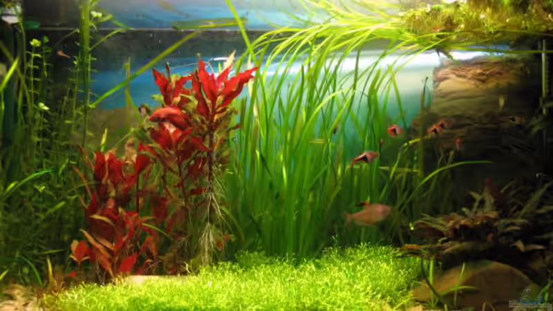 Aquarium Becken 7365 von Janine-R. (2)