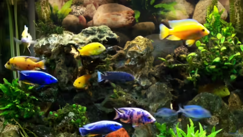 Aquarium Becken 7368 von Andreas Hesse (6)