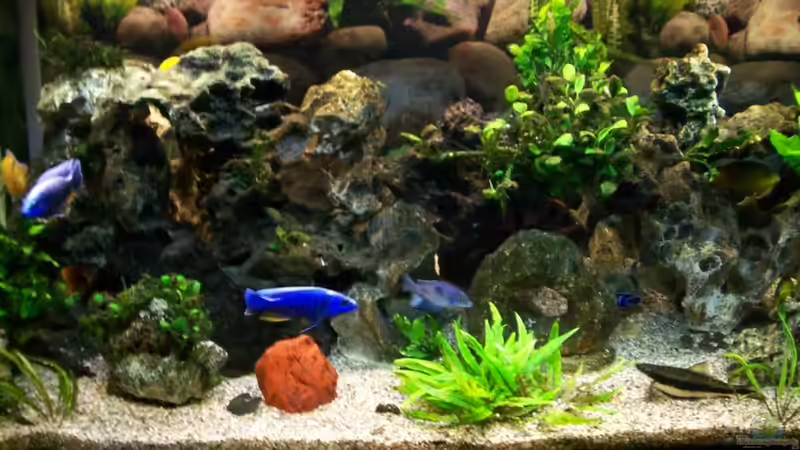 Aquarium Becken 7368 von Andreas Hesse (7)