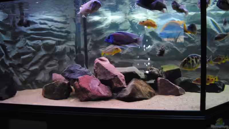 Aquarium Becken 7395 von Manni (4)