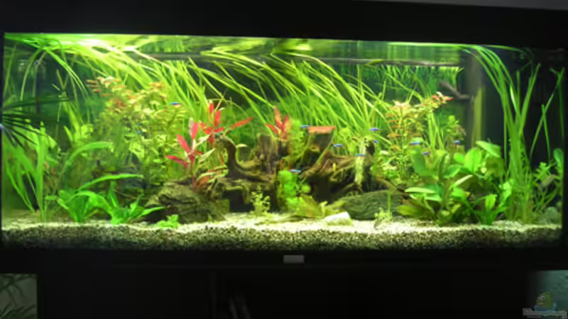 Aquarium Becken 7396 von MacFly (2)