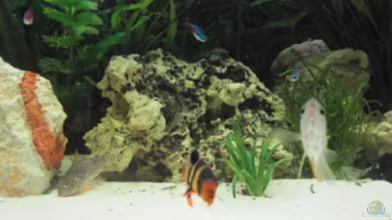 Aquarium Becken 7424 von Skalar Fan (2)