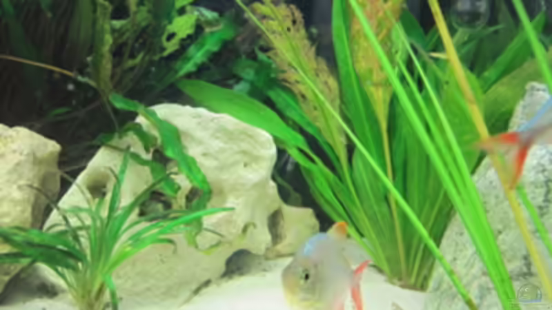 Aquarium Becken 7424 von Skalar Fan (3)