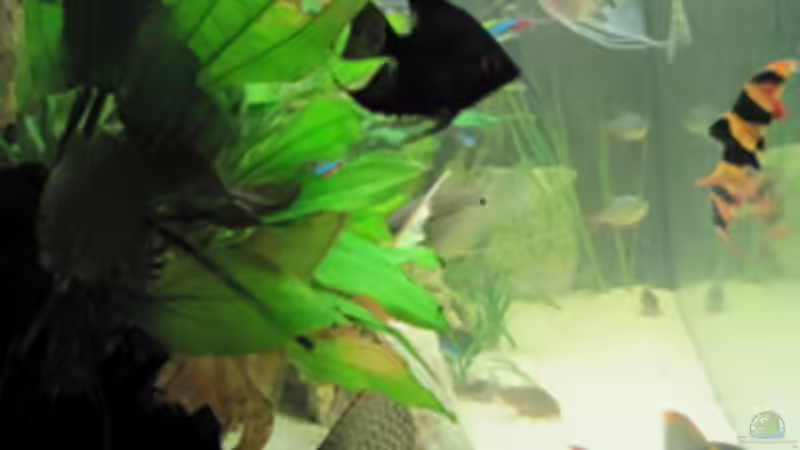 Aquarium Becken 7424 von Skalar Fan (4)