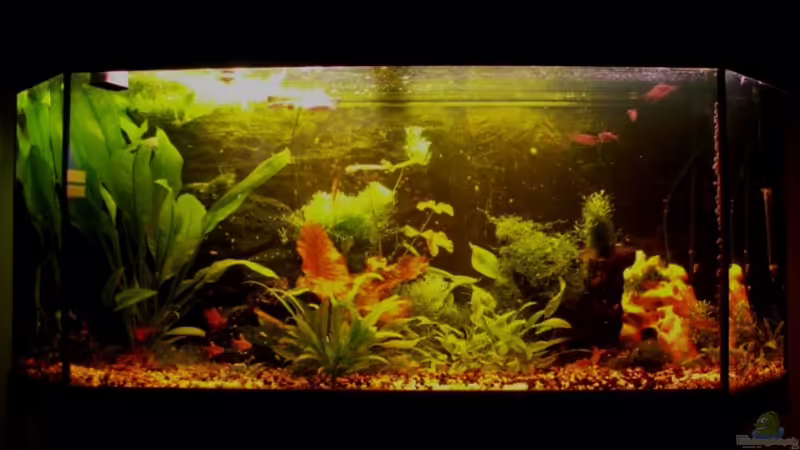 Aquarium Becken 7435 von Mattie (2)