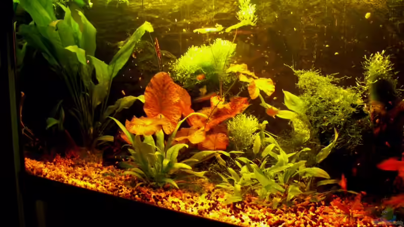 Aquarium Becken 7435 von Mattie (3)