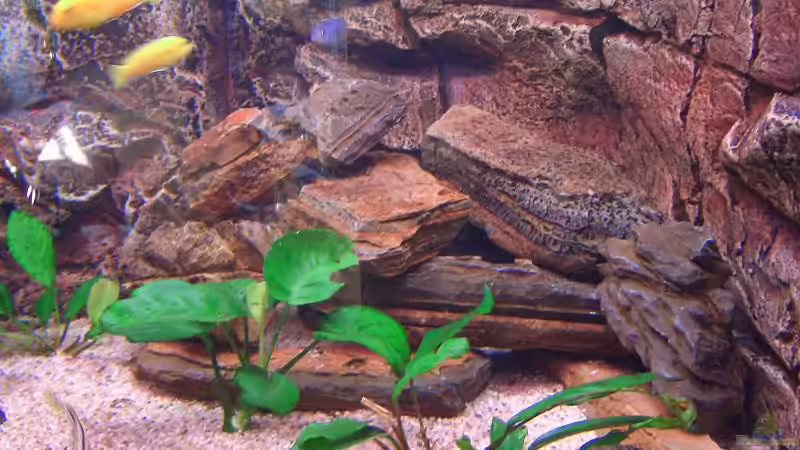 Aquarium Becken 7438 von Rico Köhler (3)