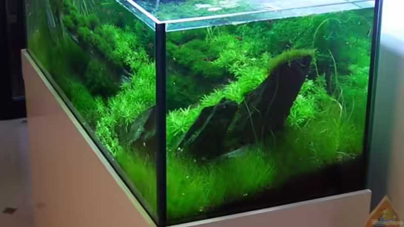 Aquarium Becken 7469 von moosfan (3)