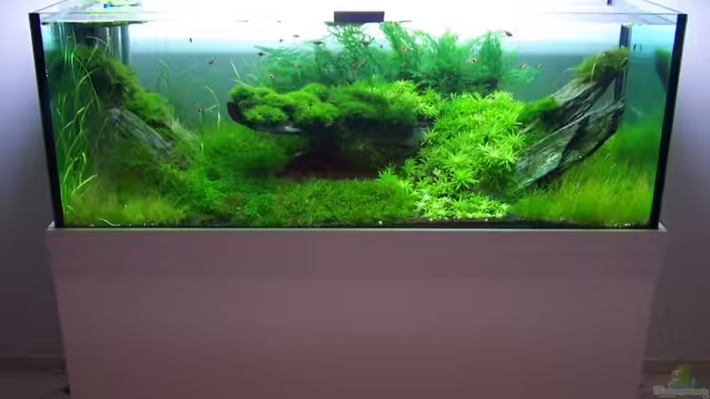 Aquarium Becken 7469 von moosfan (4)