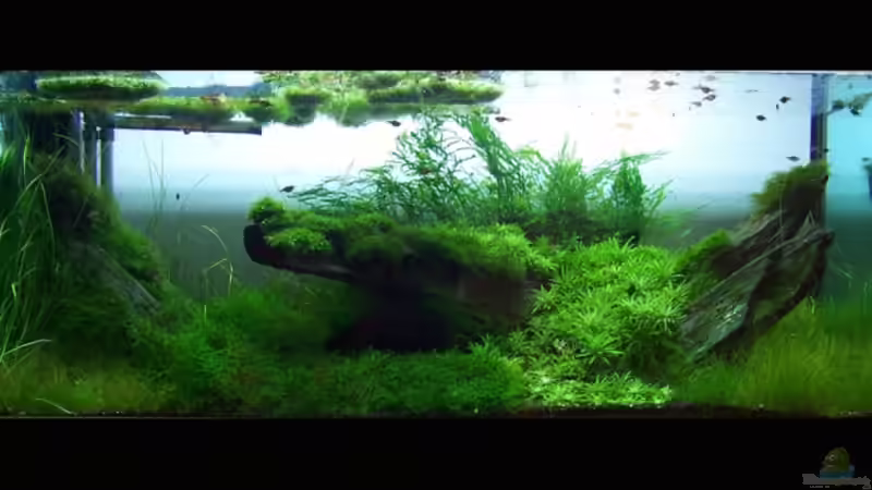 Aquarium Becken 7469 von moosfan (5)