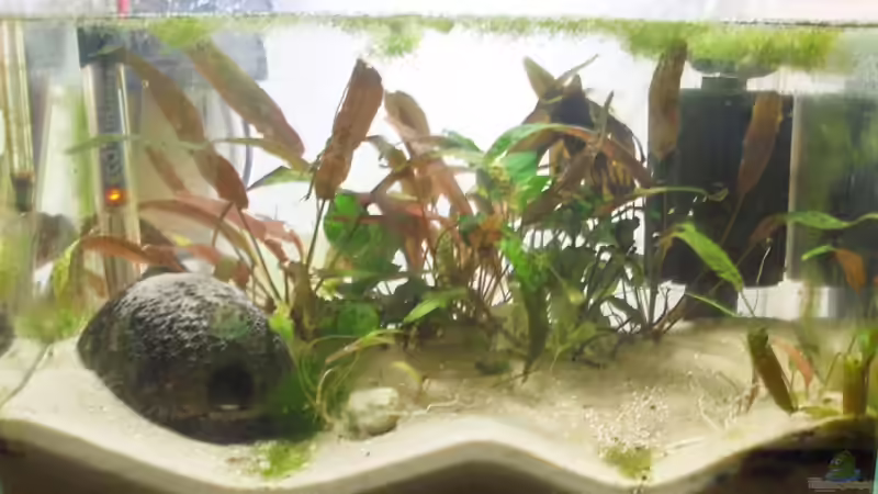 Aquarium Becken 7470 von Daniel (2)