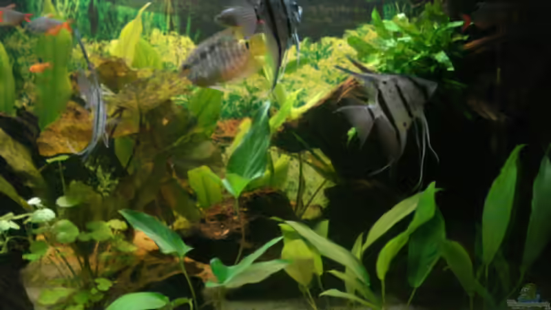 Aquarium Becken 7498 von Matthias Reiff (2)