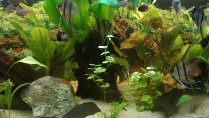 Aquarium Becken 7498 von Matthias Reiff (3)