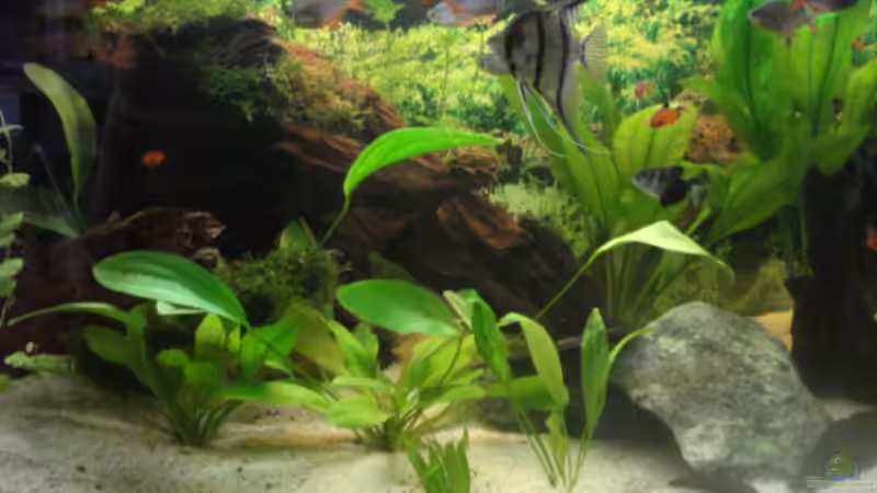 Aquarium Becken 7498 von Matthias Reiff (4)