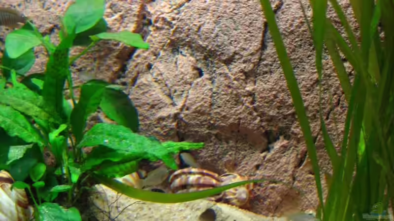 Aquarium Becken 7503 von André Martin (4)