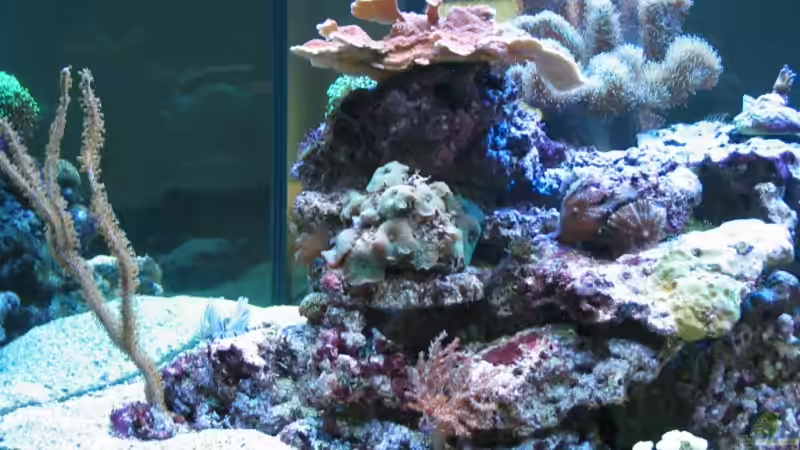 Aquarium Becken 7504 von Harald Schuster (2)