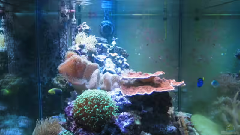 Aquarium Becken 7504 von Harald Schuster (3)