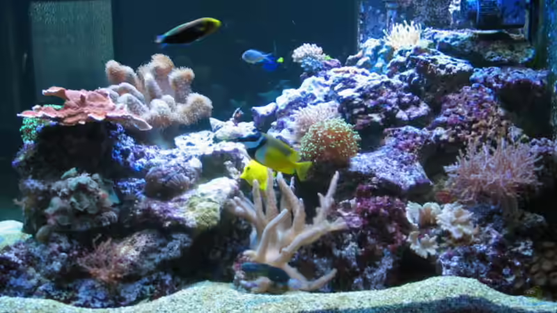 Aquarium Becken 7504 von Harald Schuster (4)