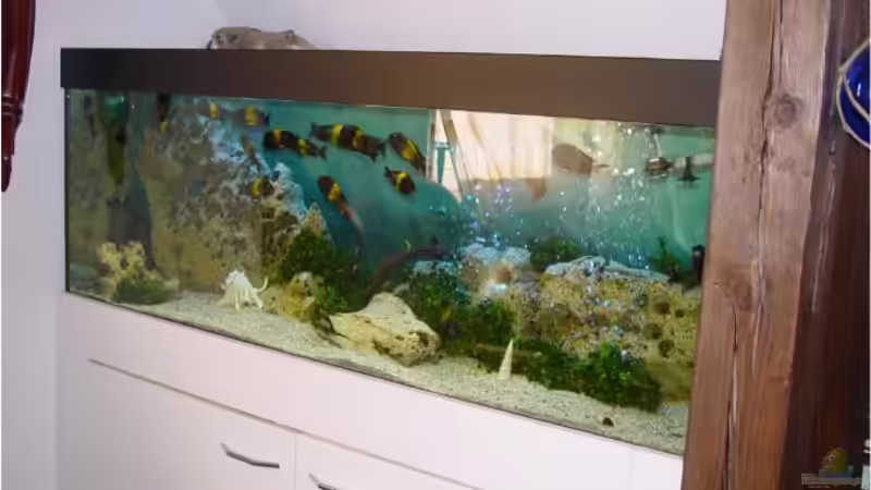 Aquarium Becken 7548 von Mathi-n (2)