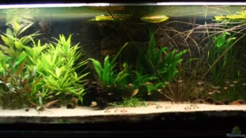 Aquarium Becken 7550 von Thorsten313 (2)