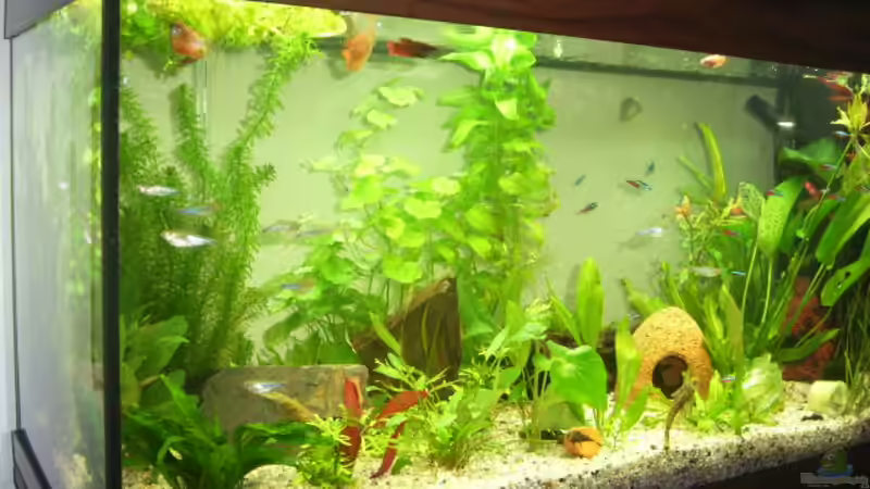 Aquarium Becken 7551 von Joernfie (2)