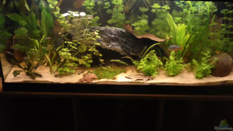 Aquarium Becken 7566 von Matthias Reiff (2)