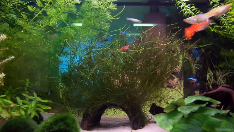 Aquarium Becken 7571 von Ella Vöge (3)