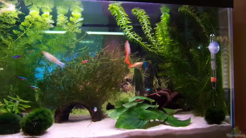 Aquarium Becken 7571 von Ella Vöge (4)