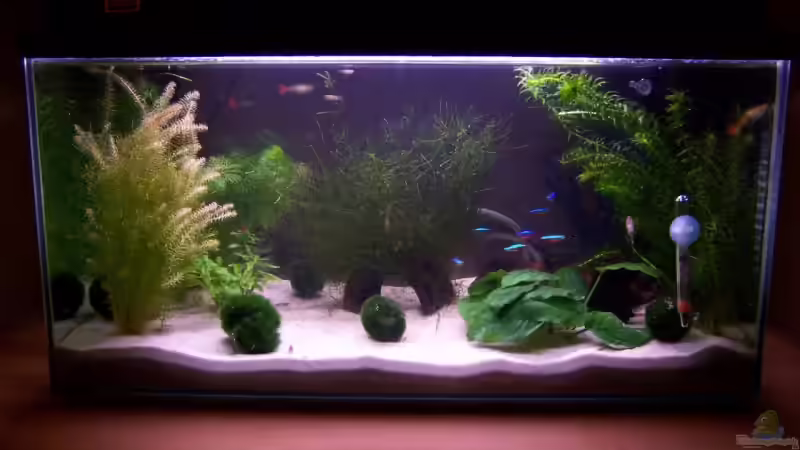 Aquarium Becken 7571 von Ella Vöge (5)