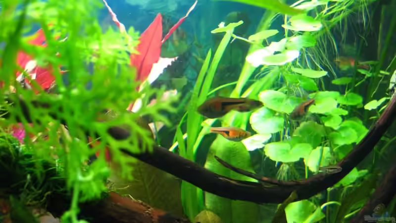 Aquarium Becken 7584 von André Martin (2)