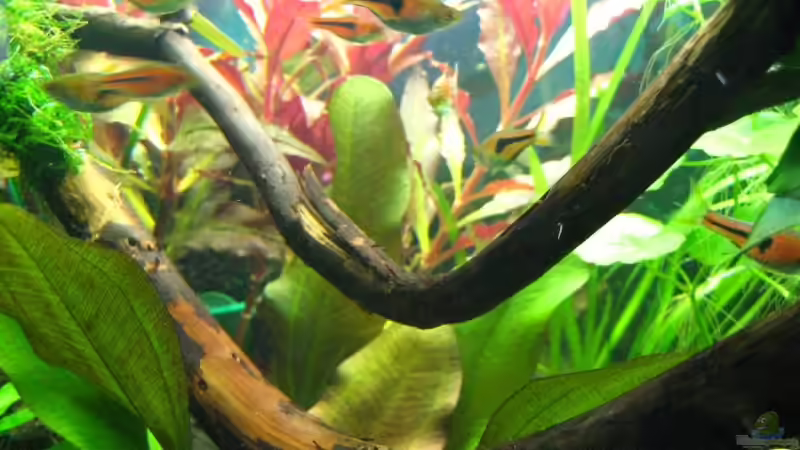 Aquarium Becken 7584 von André Martin (4)