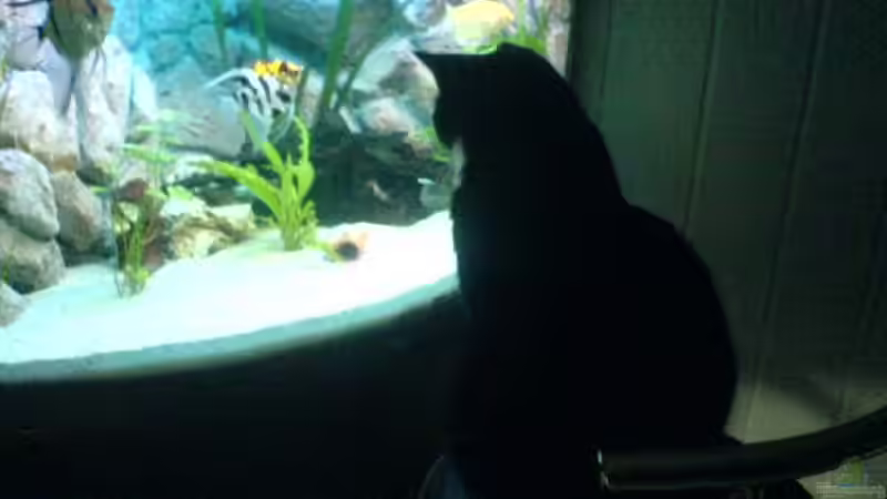 Aquarium Becken 7588 von Markus Gura (4)