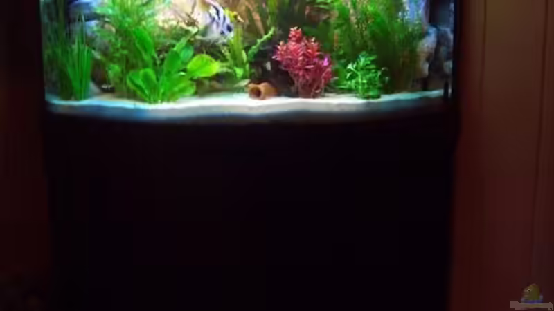 Aquarium Becken 7588 von Markus Gura (7)