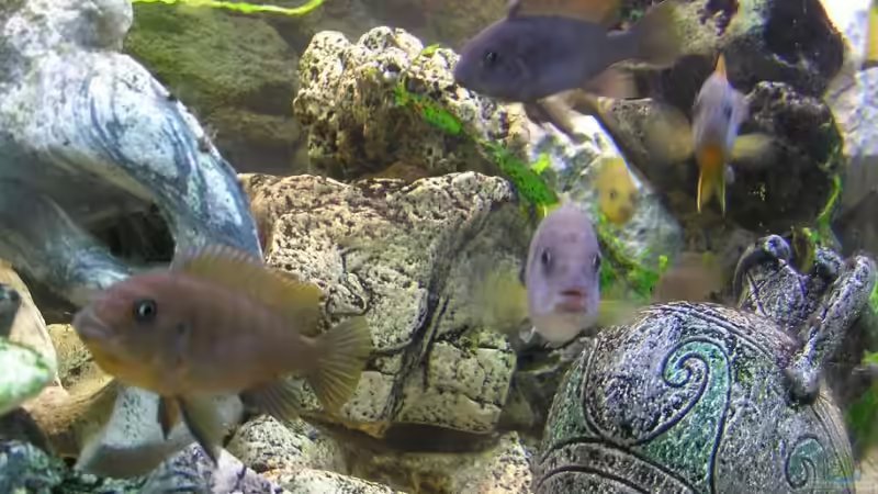 Aquarium Becken 7645 von Markus Keller (2)