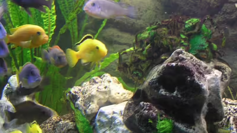 Aquarium Becken 7645 von Markus Keller (3)