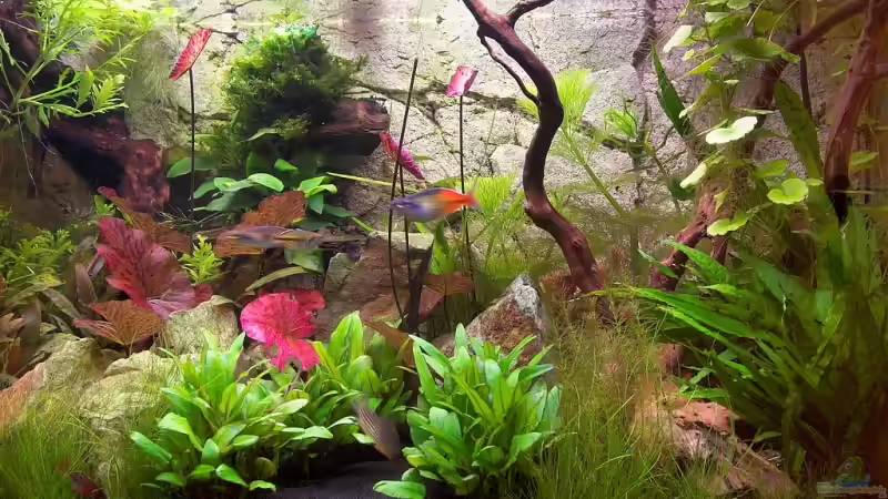 Aquarium Becken 7679 von Olaf D. (2)