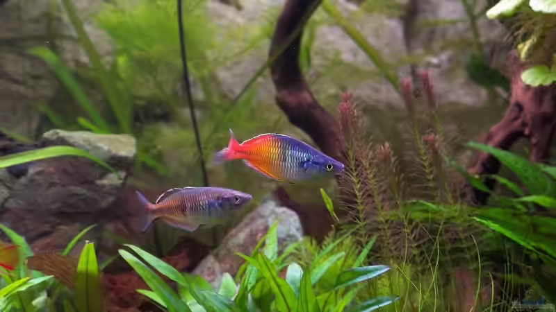 Aquarium Becken 7679 von Olaf D. (3)