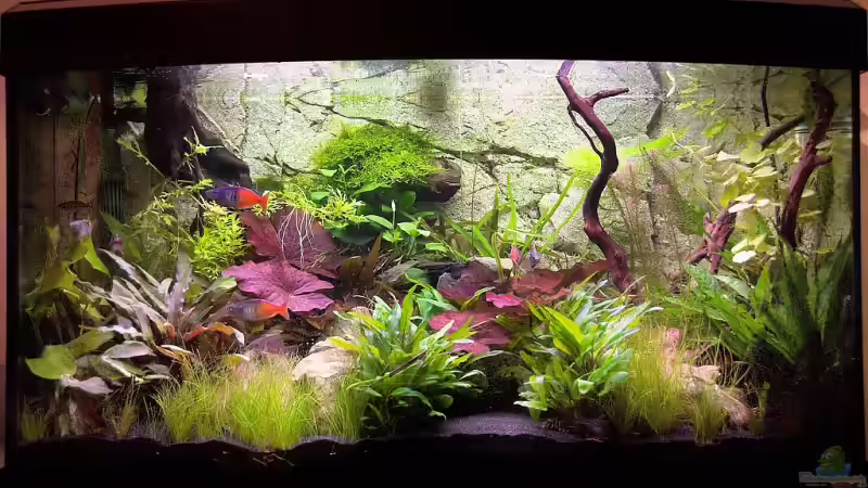 Aquarium Becken 7679 von Olaf D. (4)