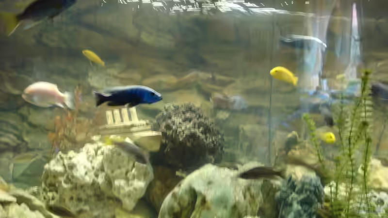 Aquarium Becken 769 von Christian Grundler (2)