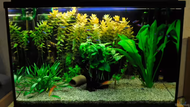 Aquarium Becken 7699 von Micha 86 (2)