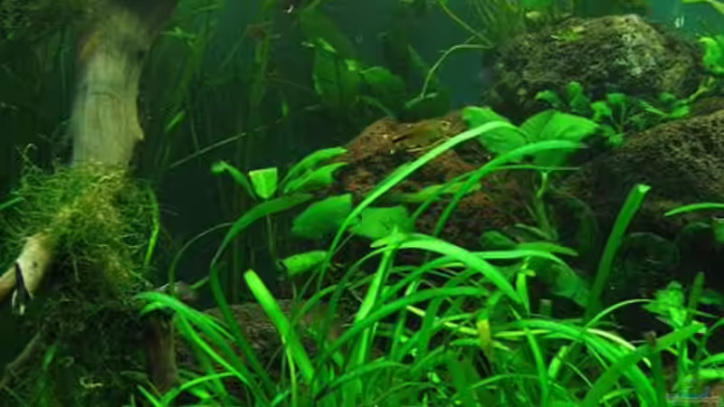 Aquarium Becken 7715 von Marcus Bendzulla (2)