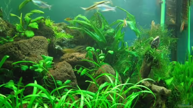 Aquarium Becken 7715 von Marcus Bendzulla (3)