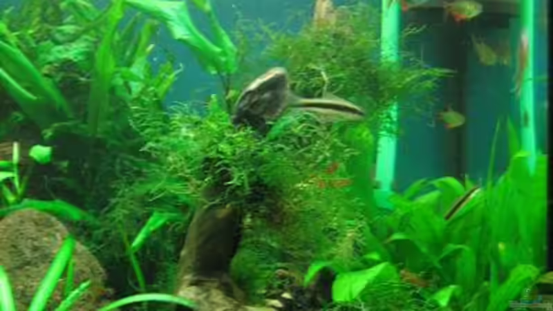 Aquarium Becken 7715 von Marcus Bendzulla (4)