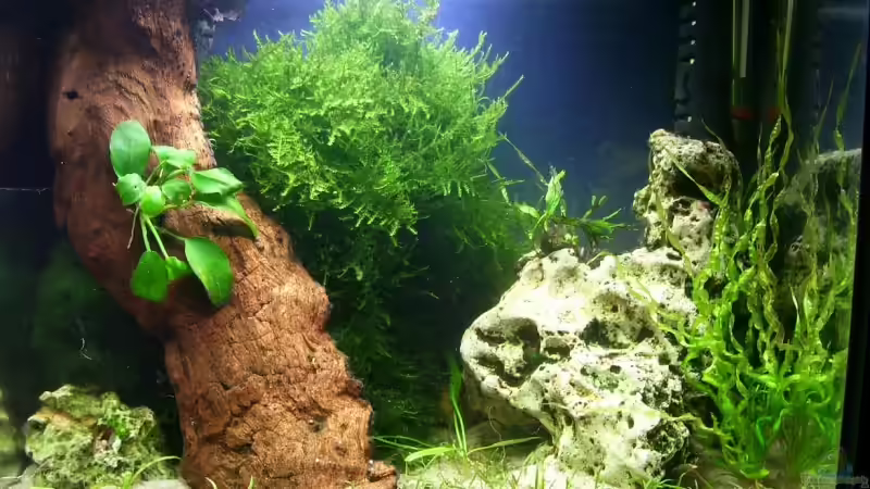 Aquarium Becken 7719 von Marcel Stober (2)