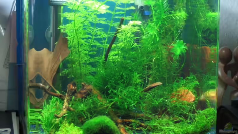 Aquarium Becken 7745 von KARNIK (2)