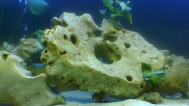 Aquarium Becken 775 von Nils Stoltenberg (3)