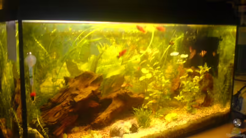 Aquarium Becken 7752 von Lars Albrecht (2)