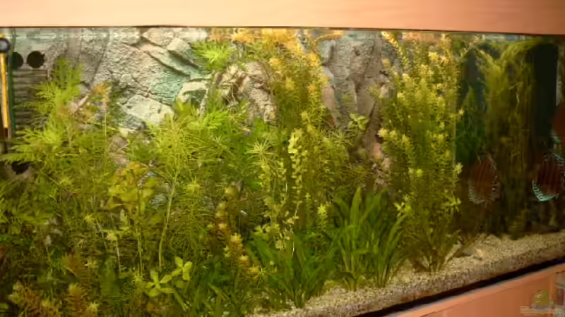 Aquarium Becken 7765 von Helmut Eckardt (2)